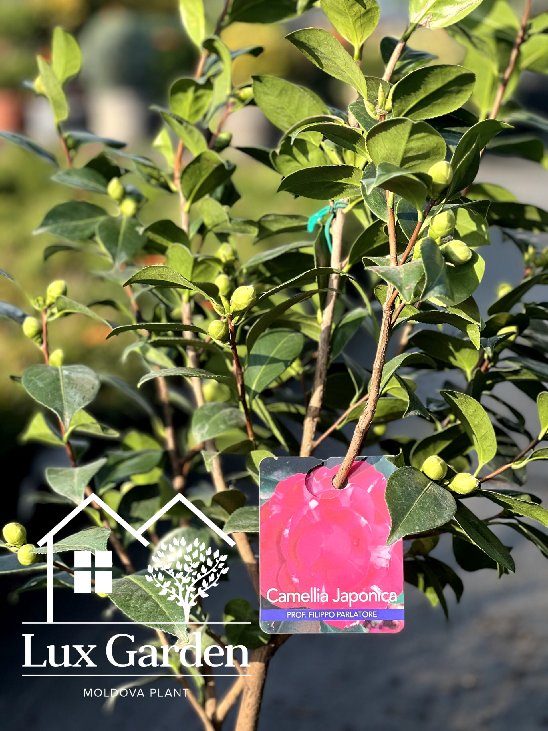 Camelia Japonica - imagine 3