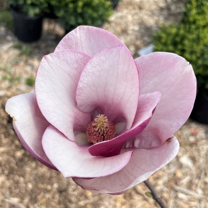 Magnolia Cameo - imagine 3