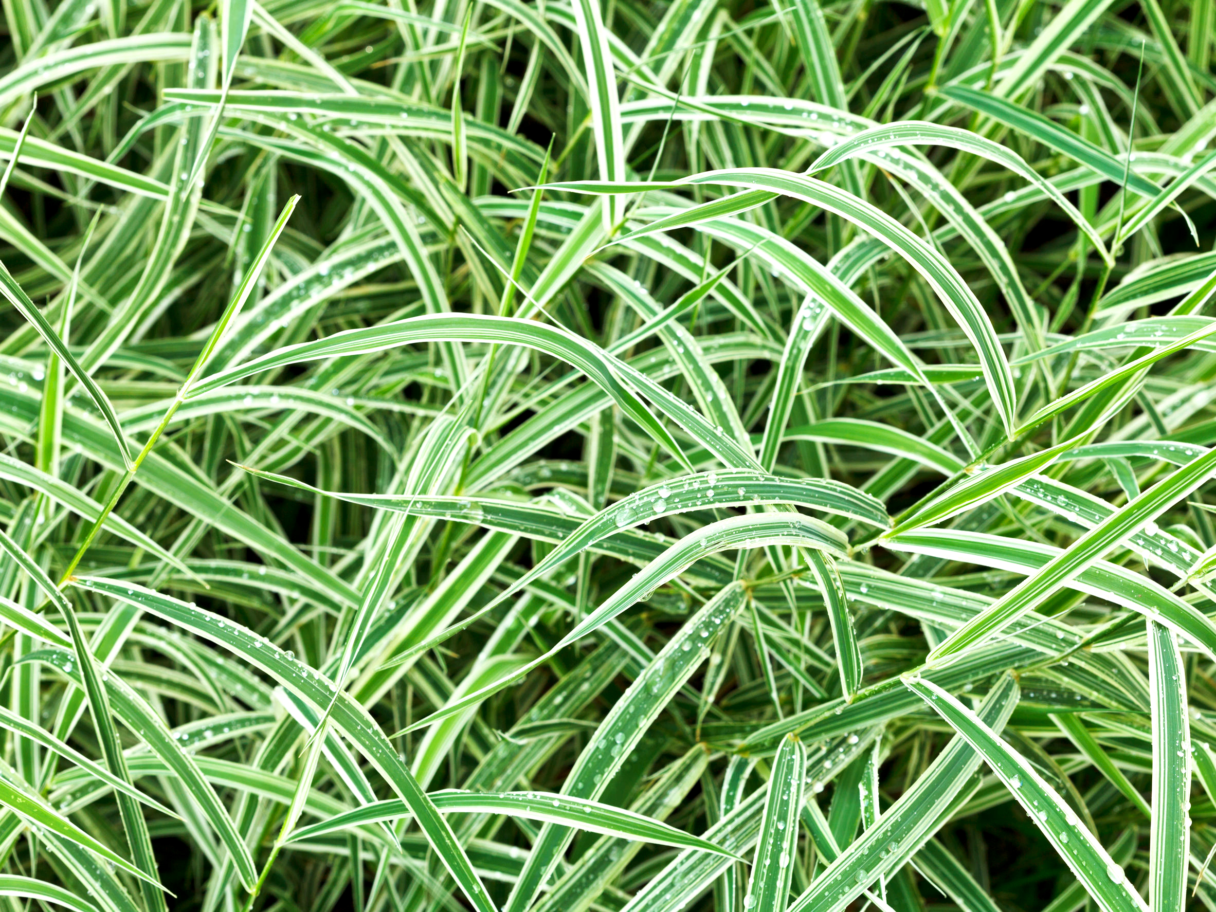 Carex Variegata - imagine 3
