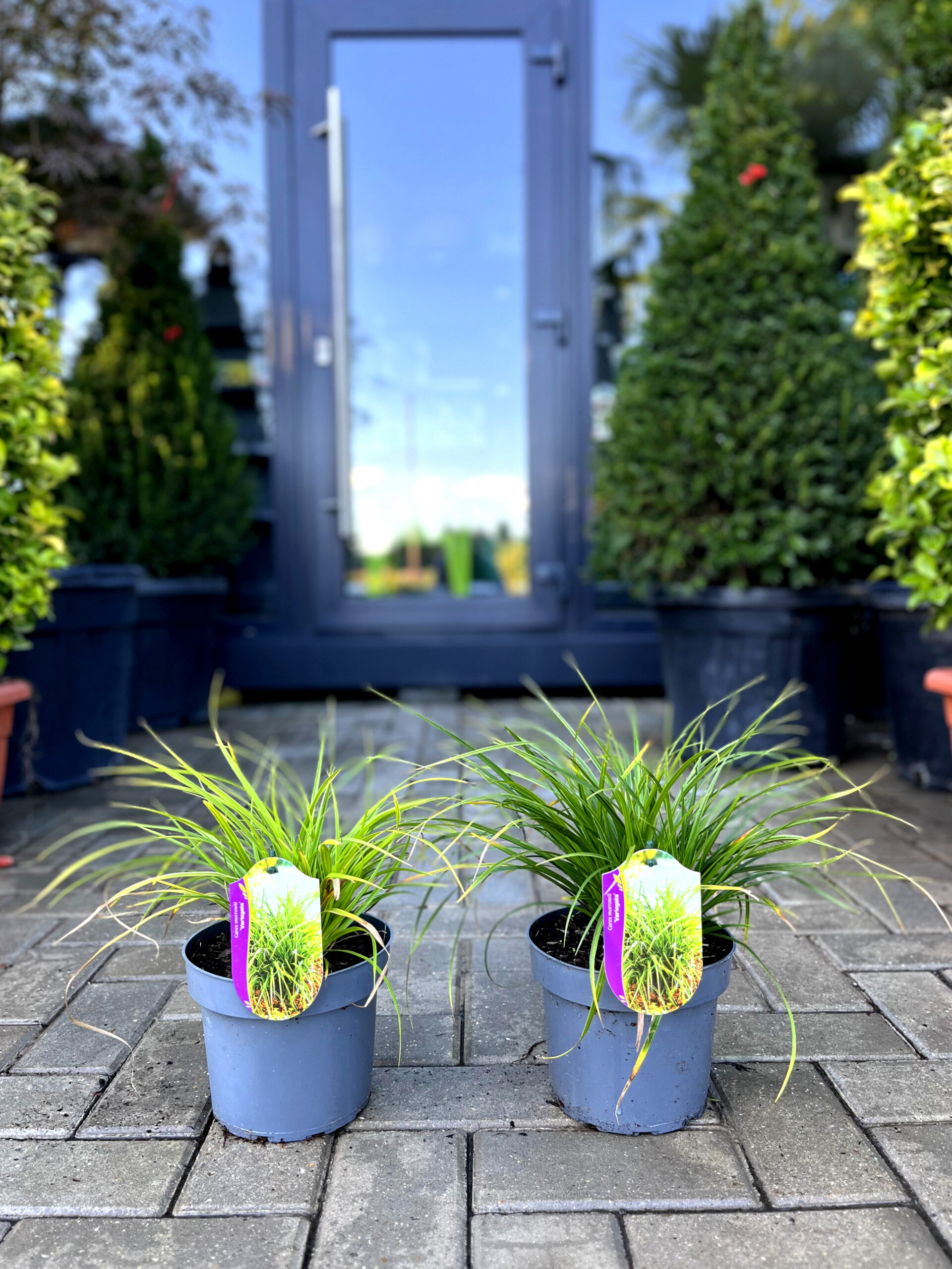 Carex Variegata