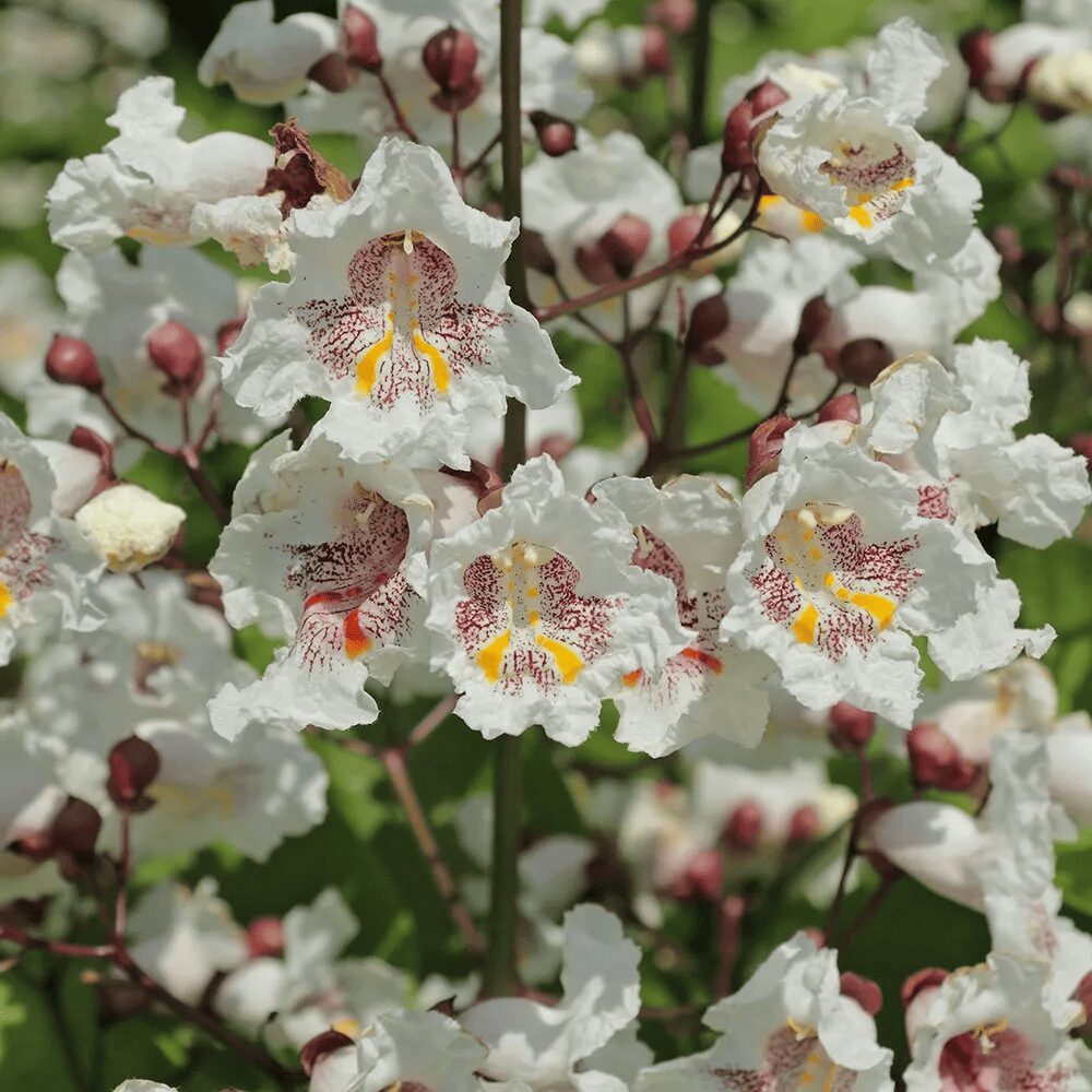 Catalpa