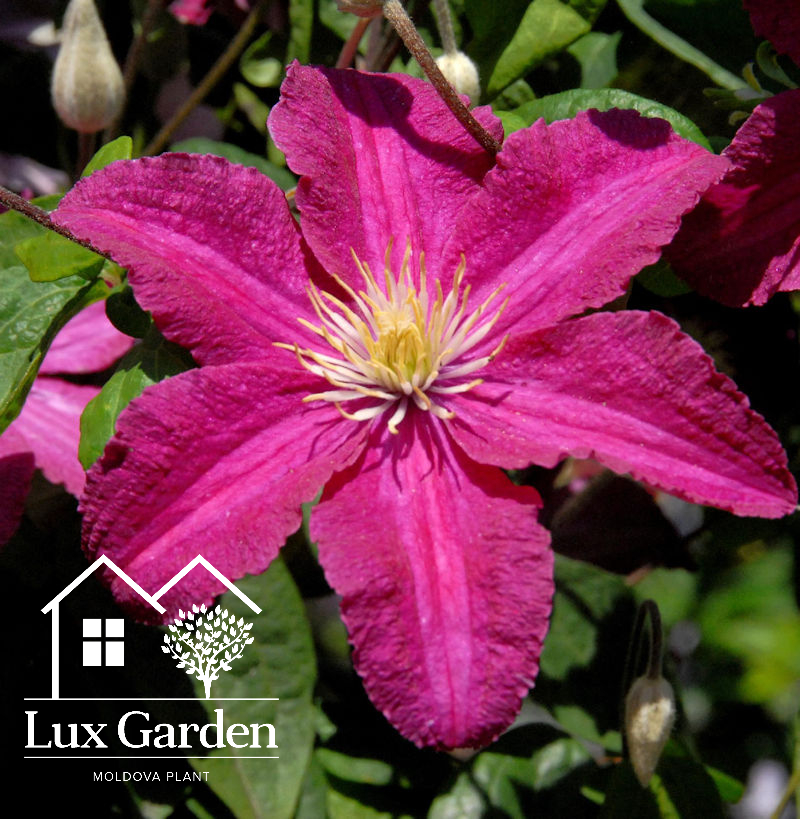 Clematis roz