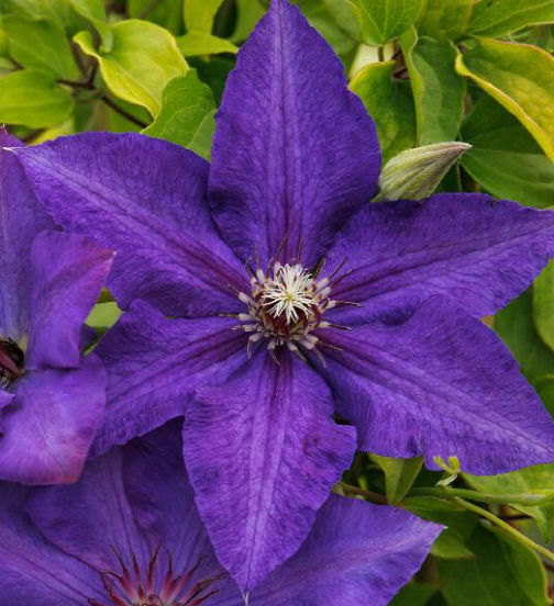 Clematis Royalty