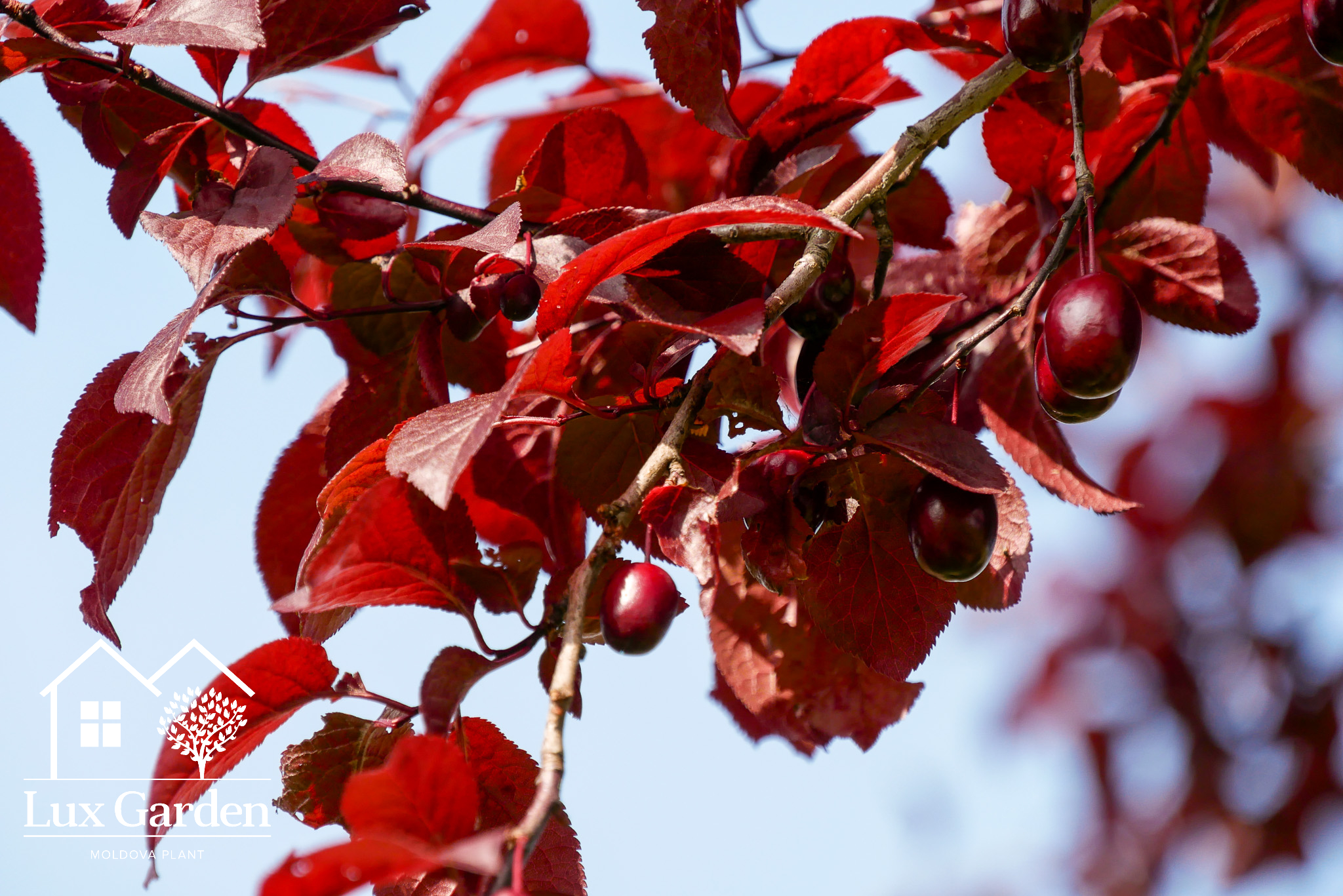 Prunus Nigra - imagine 3