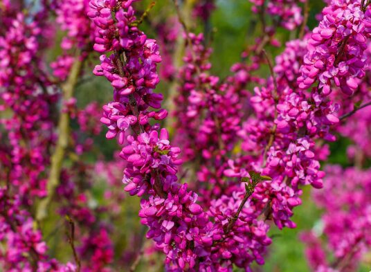 Cercis ( arborelele lui Iuda )