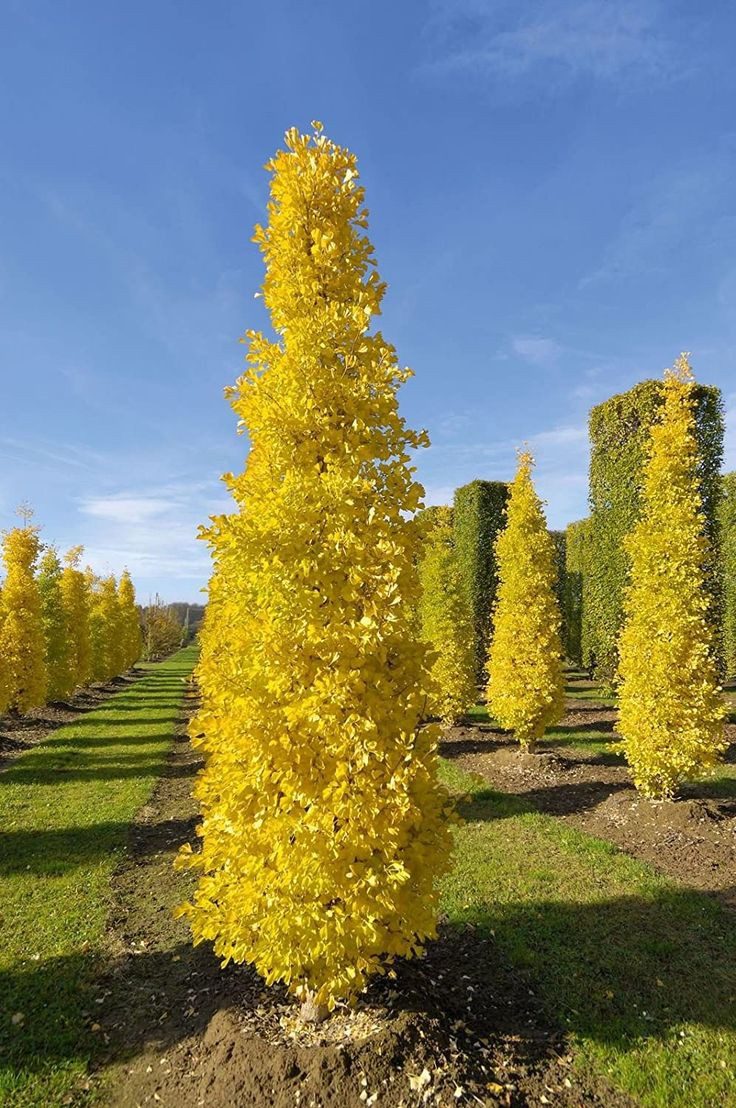 Ginkgo Biloba Blagon - imagine 5