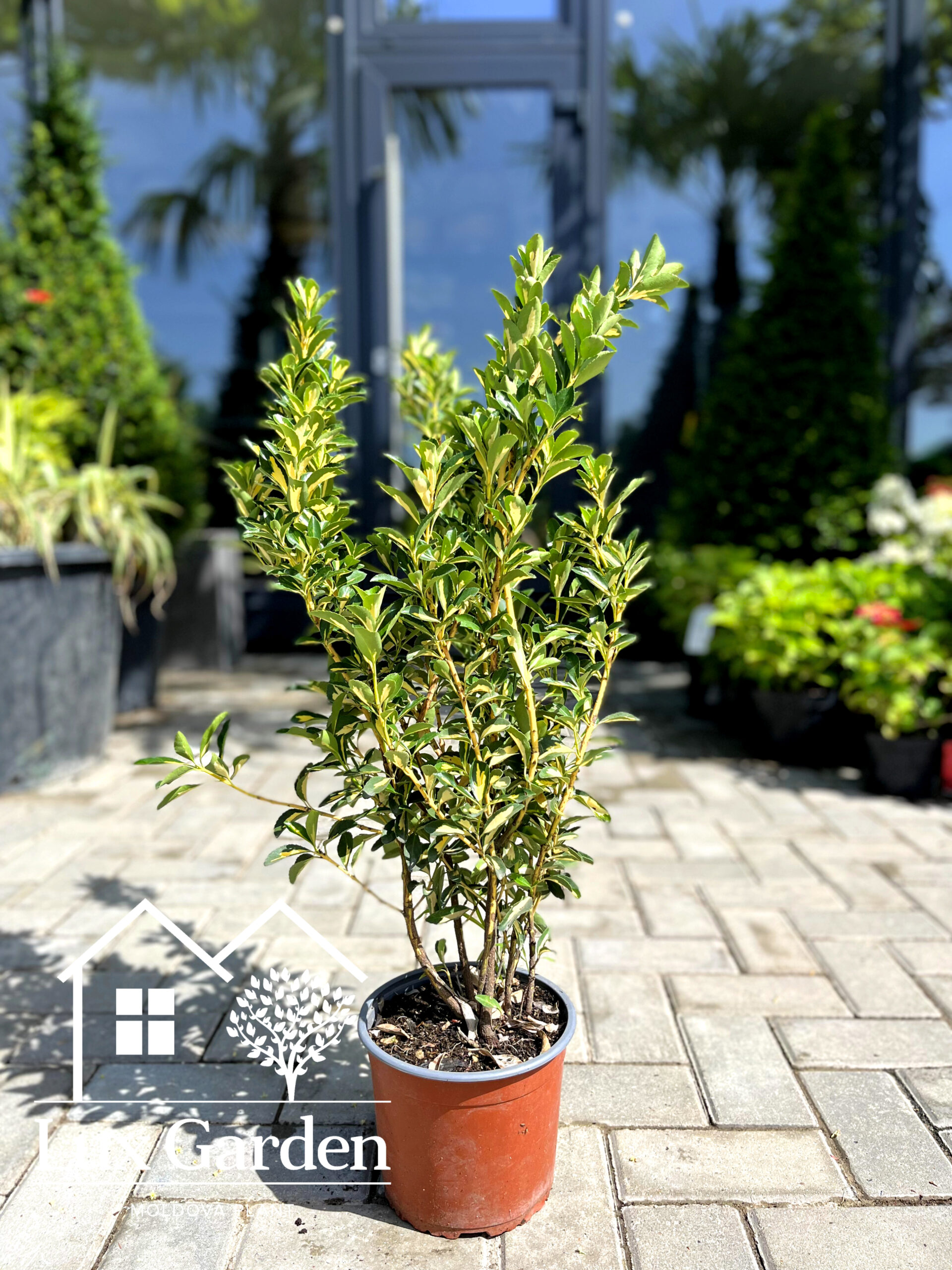 Euonymus Aureopictus - imagine 2