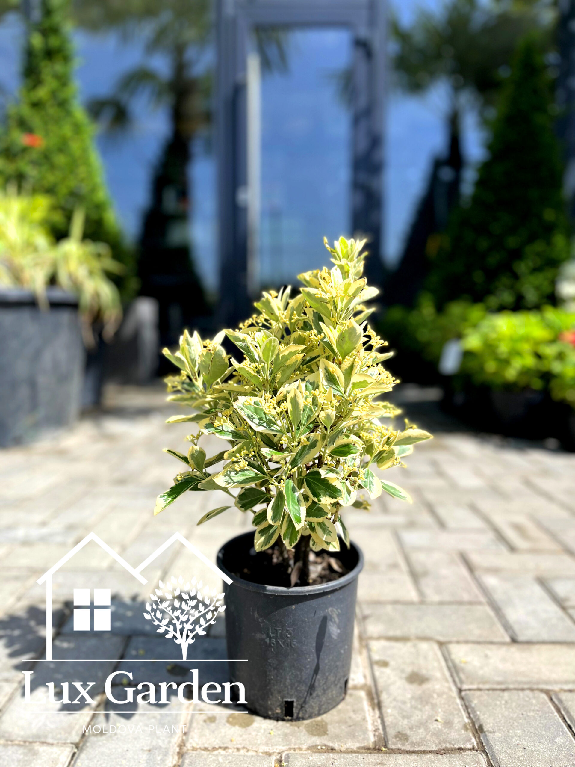 Euonymus Bravo - 35cm