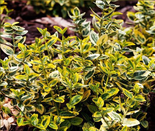 Euonymus Emerald‘n Gold