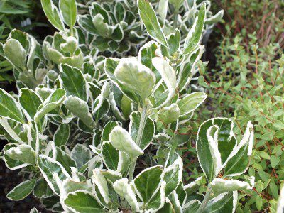 Euonymus Kathy - imagine 3