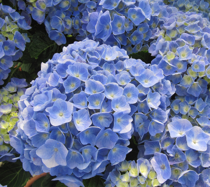 Hortensia Bodensee