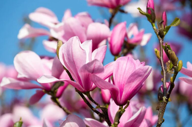Magnolia Galaxy