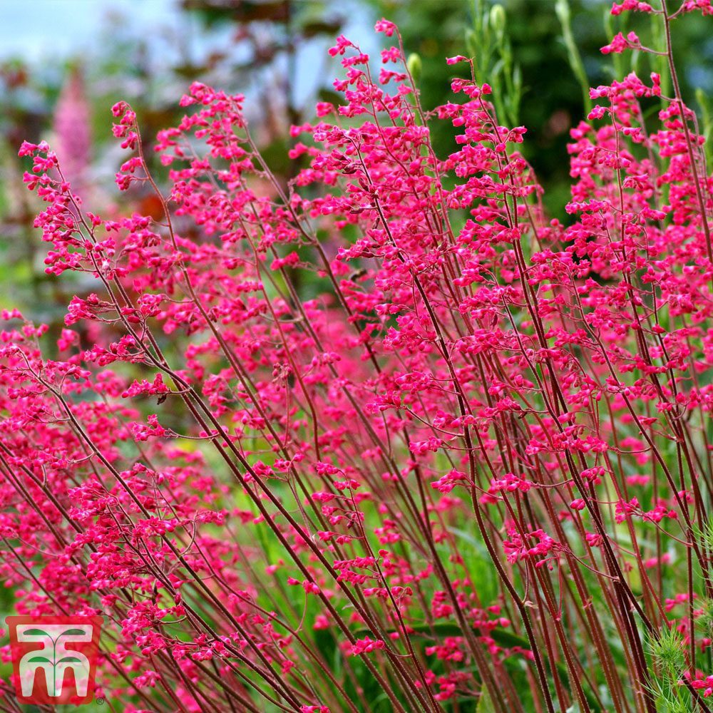 Heucera verde - imagine 3