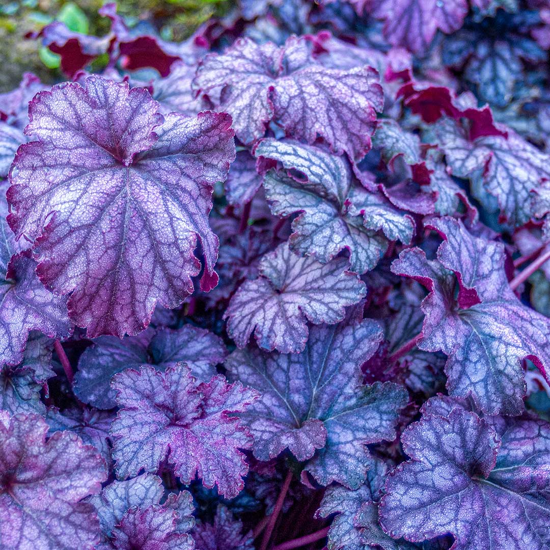 Heucera Bordo