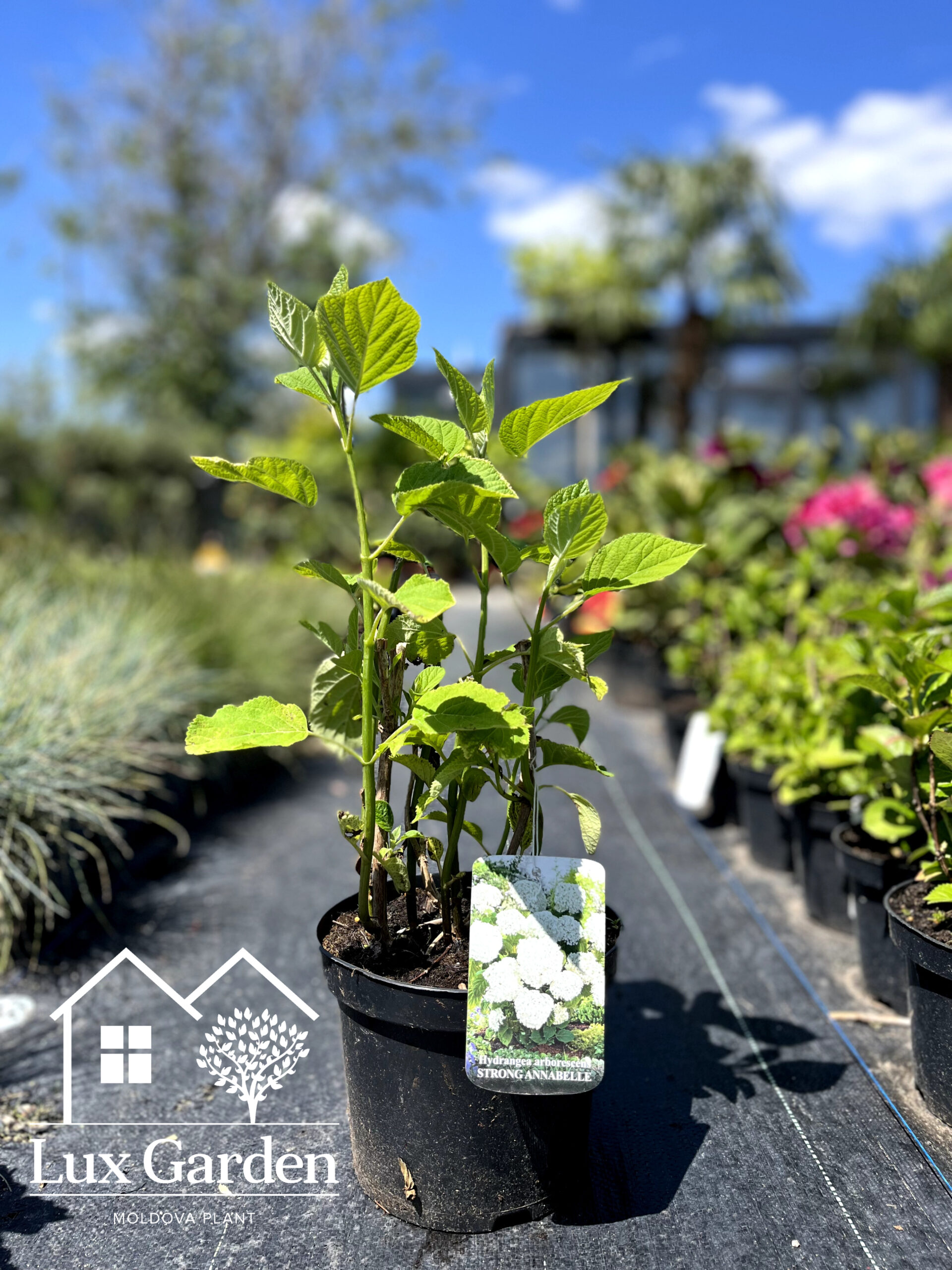 Hortensia Annabelle - imagine 3