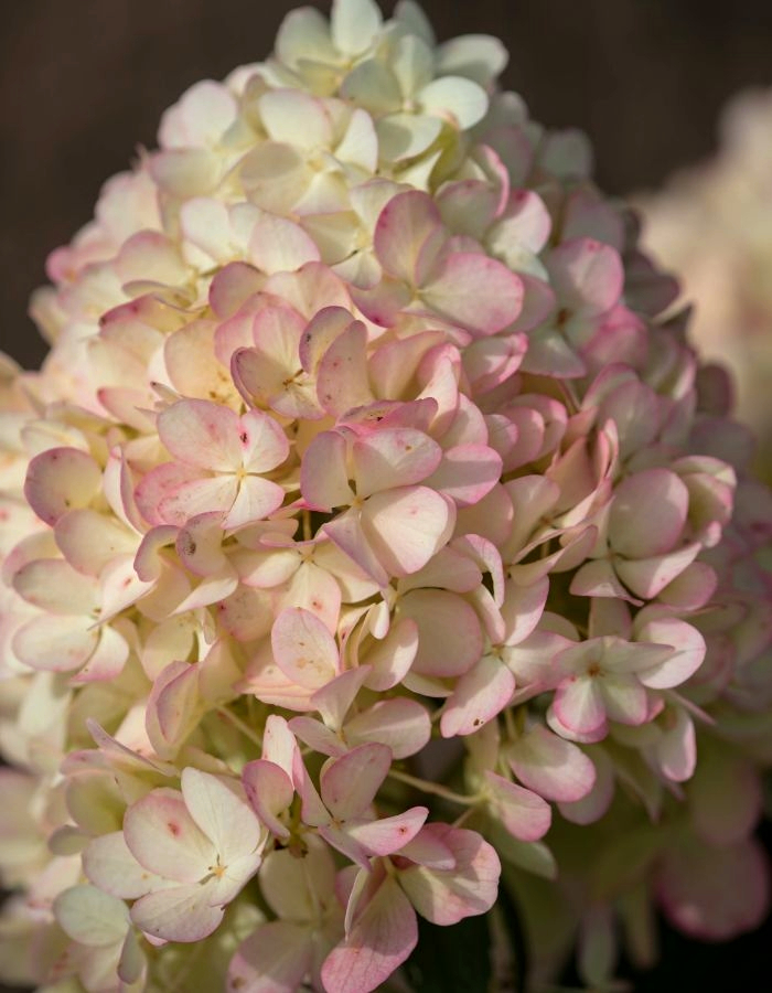 Hortensia Diamantino