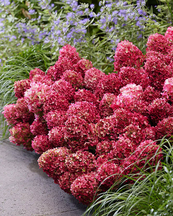 Hortensia Petite Cherry - imagine 3