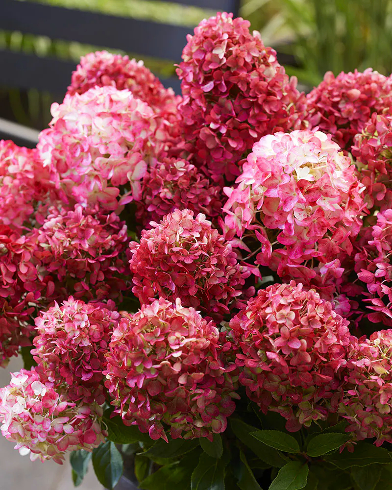 Hortensia Petite Cherry - imagine 4