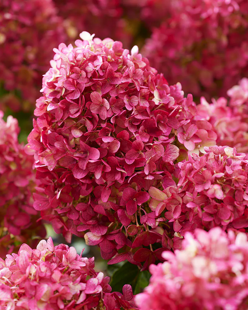 Hortensia Petite Cherry