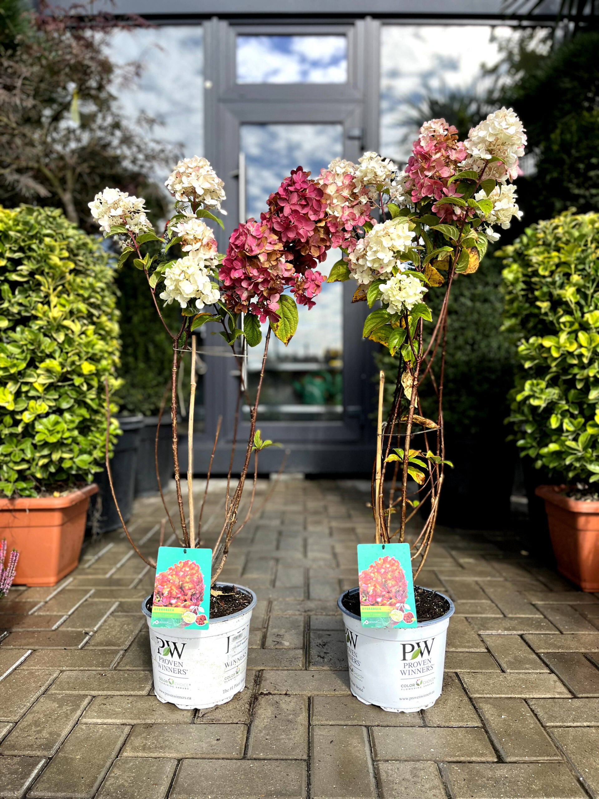 Hortensia Petite Cherry - imagine 2