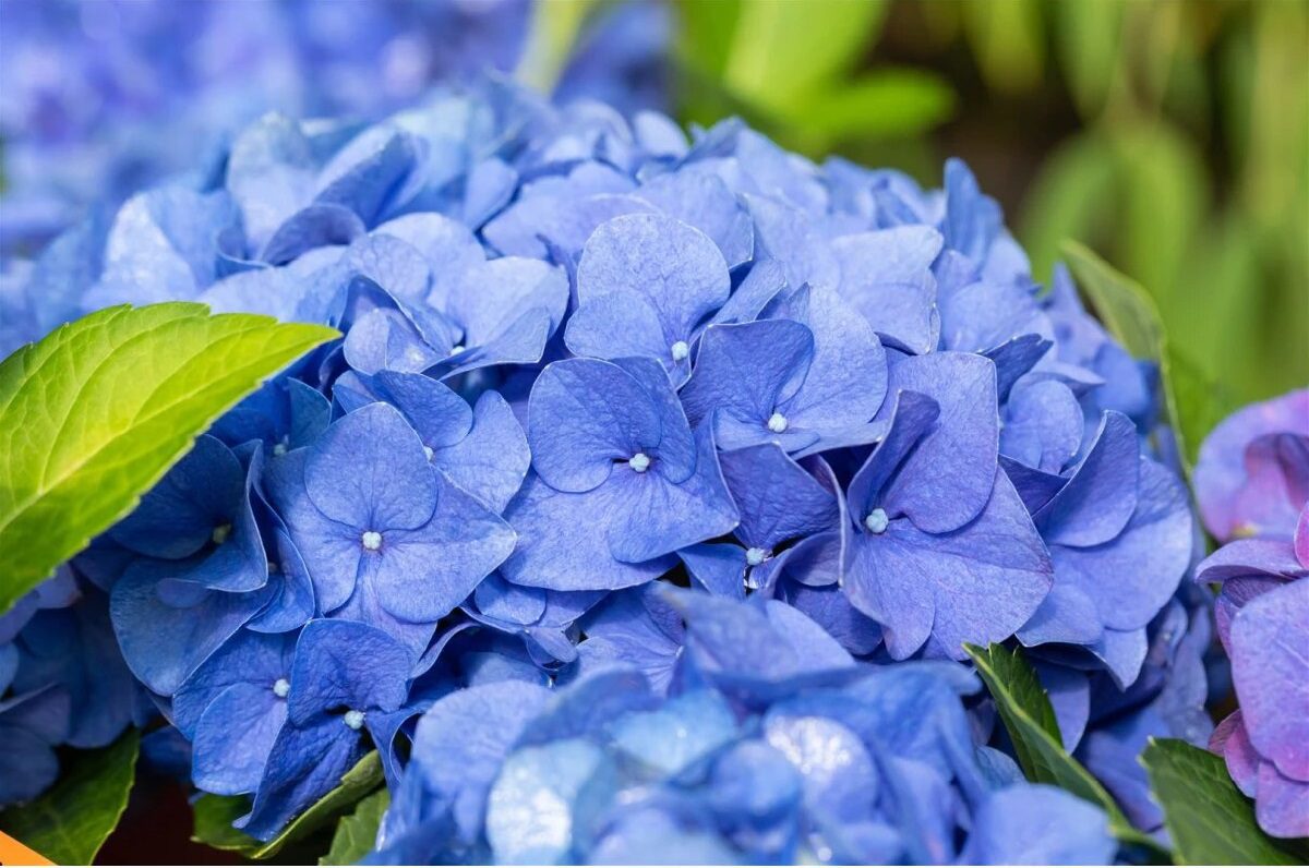 Hortensia albastră