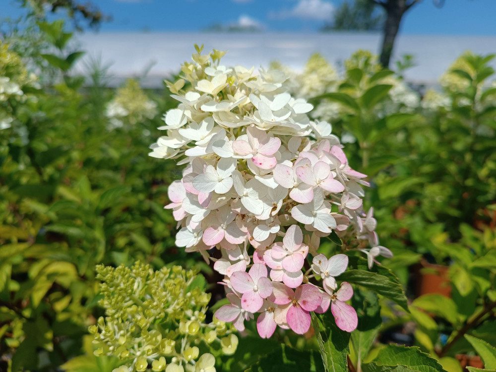 Hortensia Fraise Melba - imagine 3