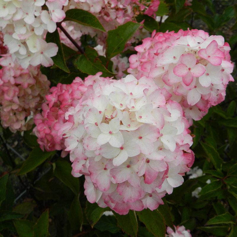 Hortensia Fraise Melba