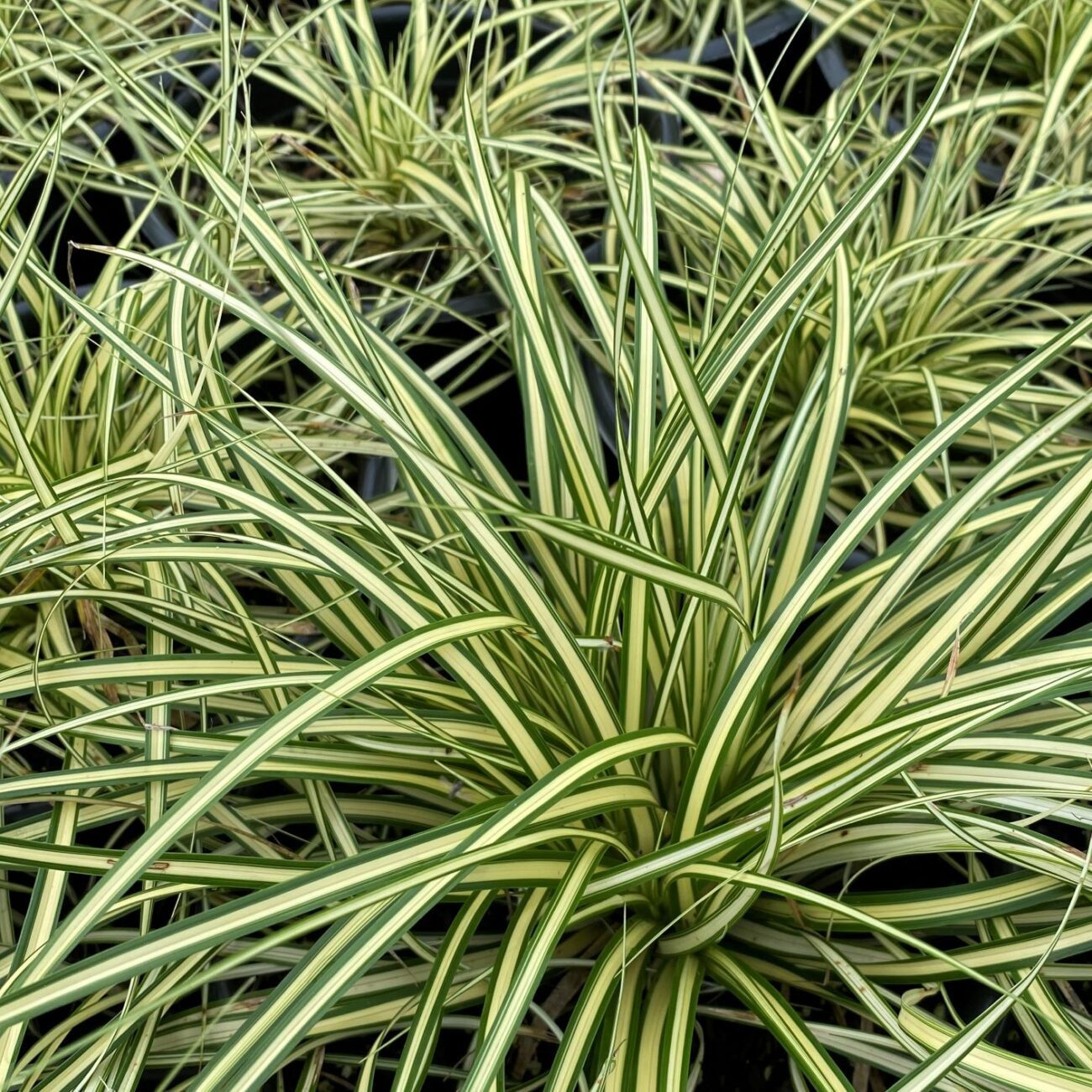 Carex Evergold