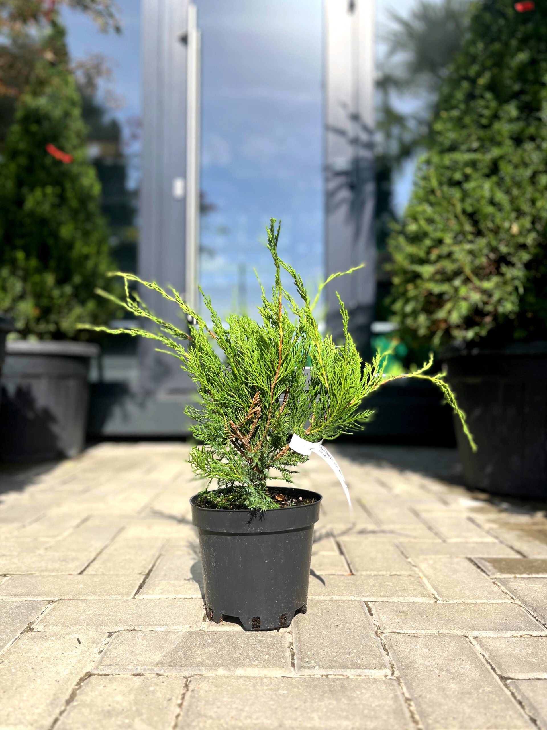Ienupăr Mint Julep