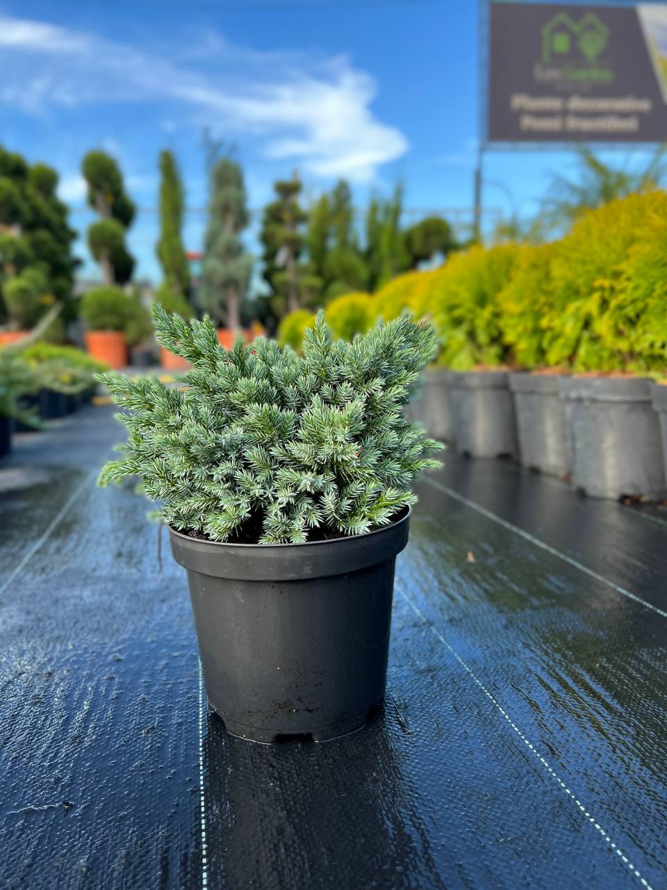 Ienupăr albastru Tropical Blue