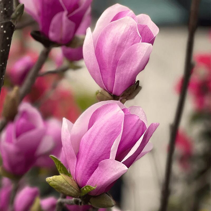 Magnolia Alexandrina - imagine 3