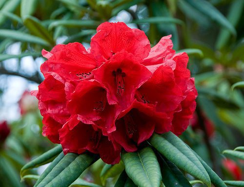 Rododendron Dotella