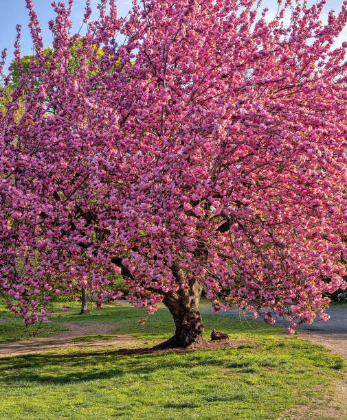Sakura Kanzan cu frunza verde - imagine 3