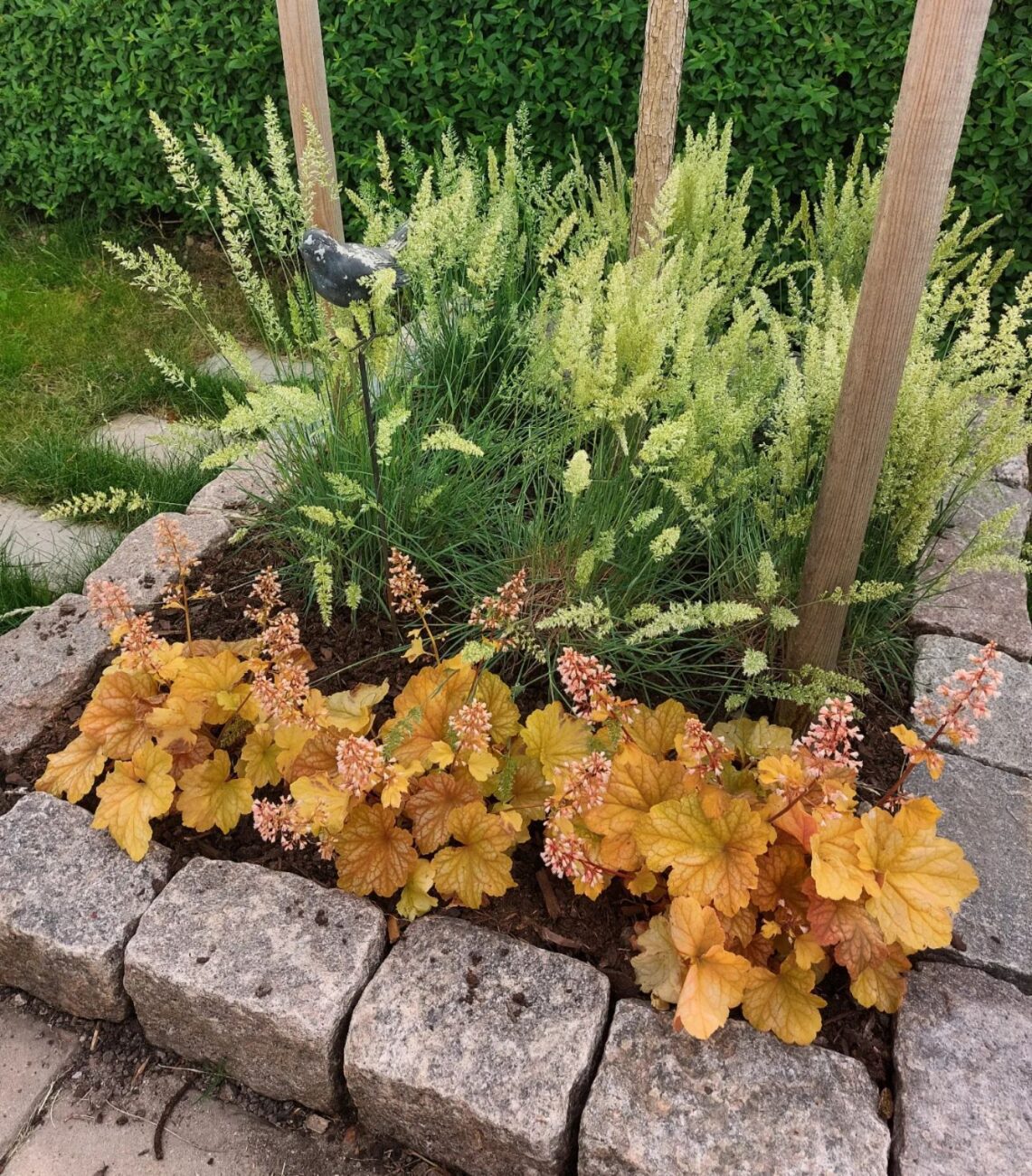 Heucera oranj - imagine 4