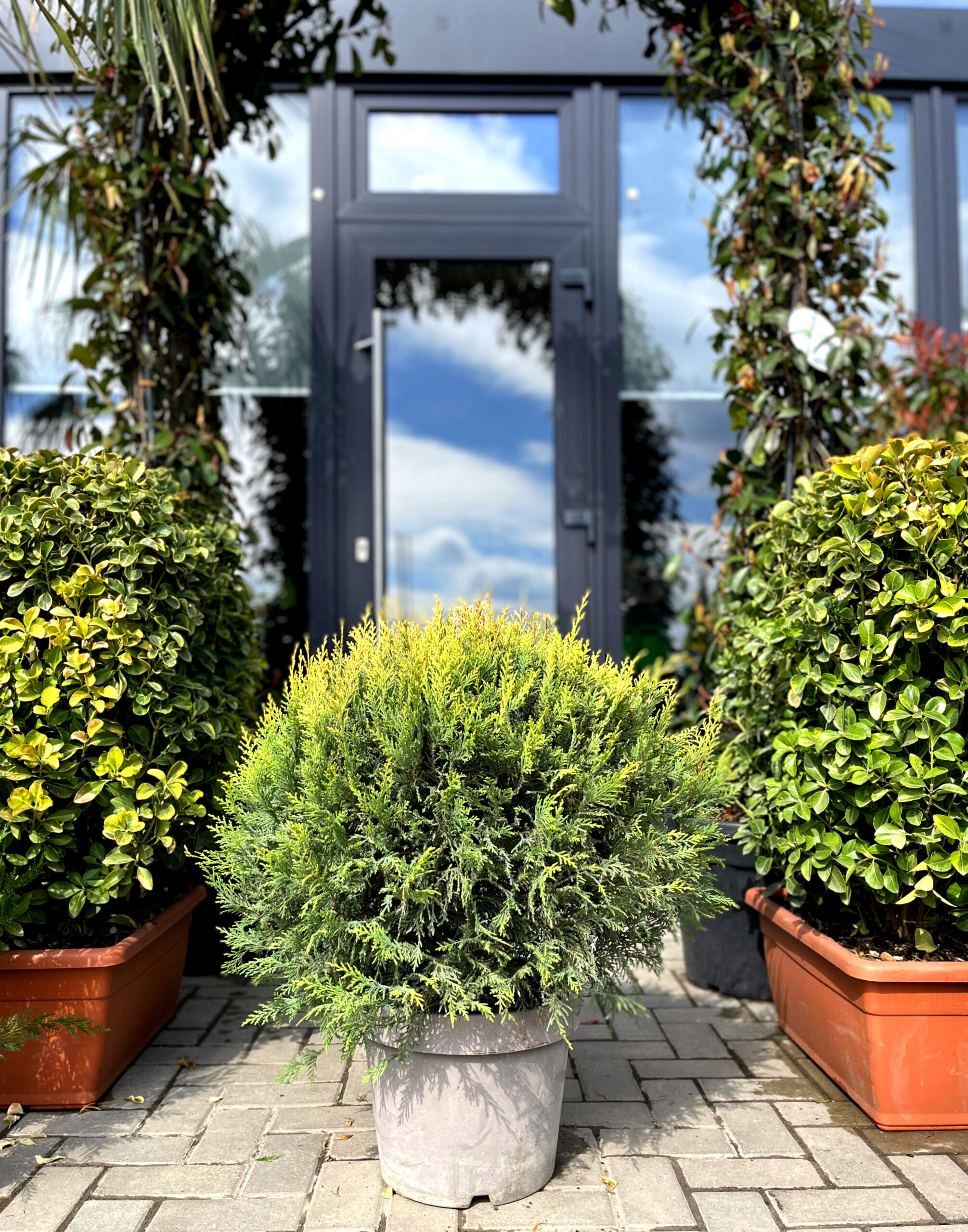 Leylandii aurii glob