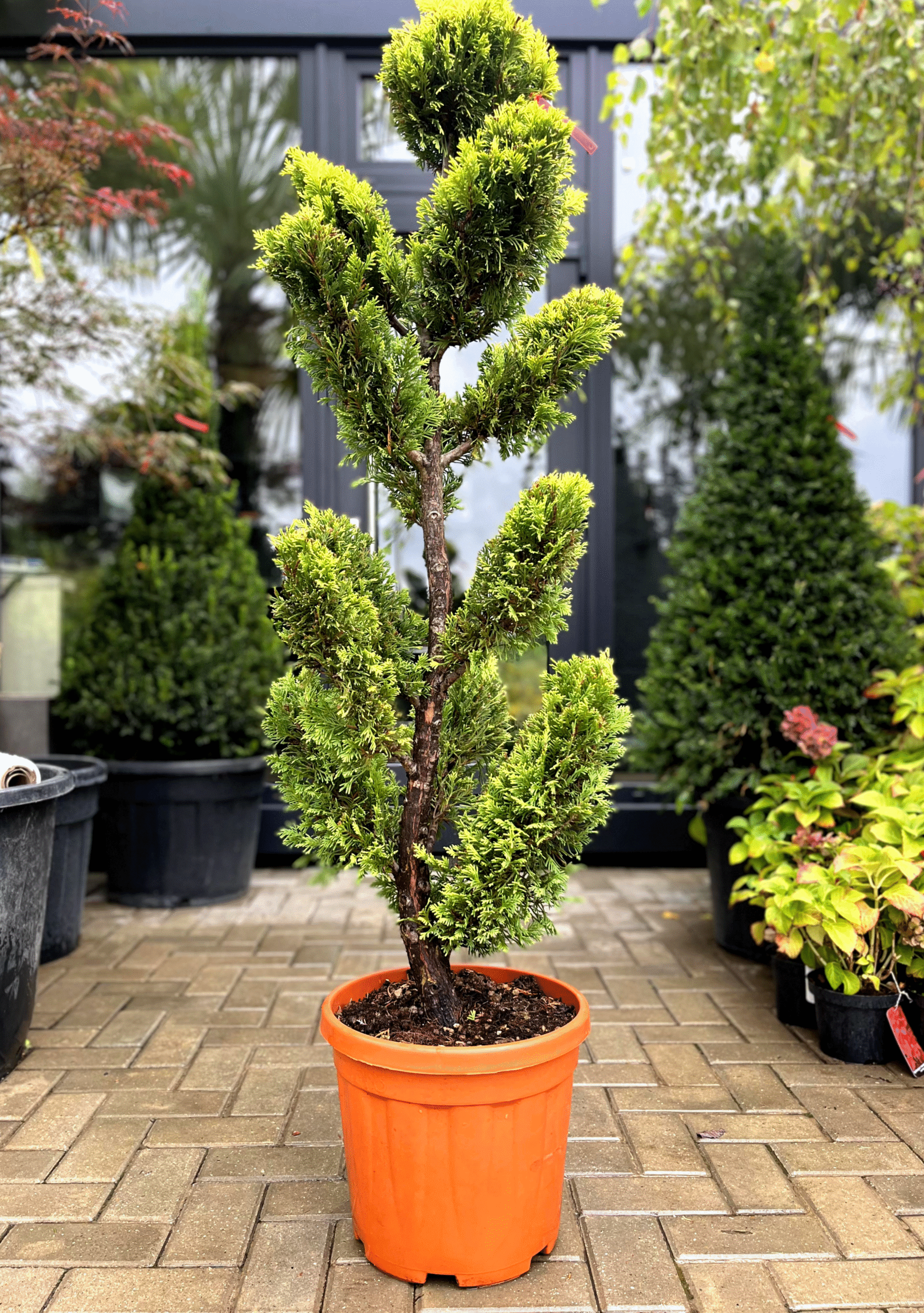 Leylandii Gold Rider Pom-Pom alungit
