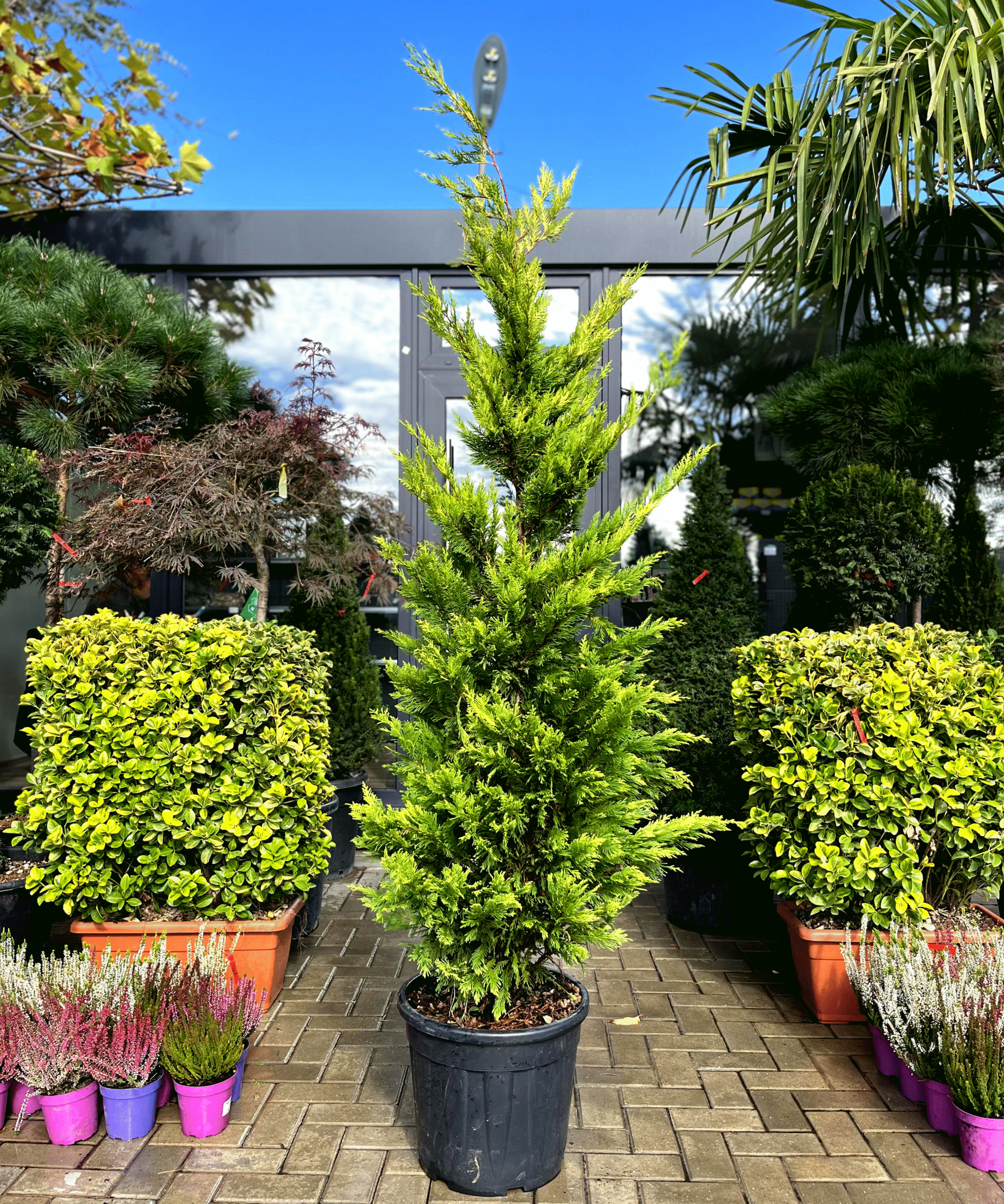 Leylandii Gold Rider