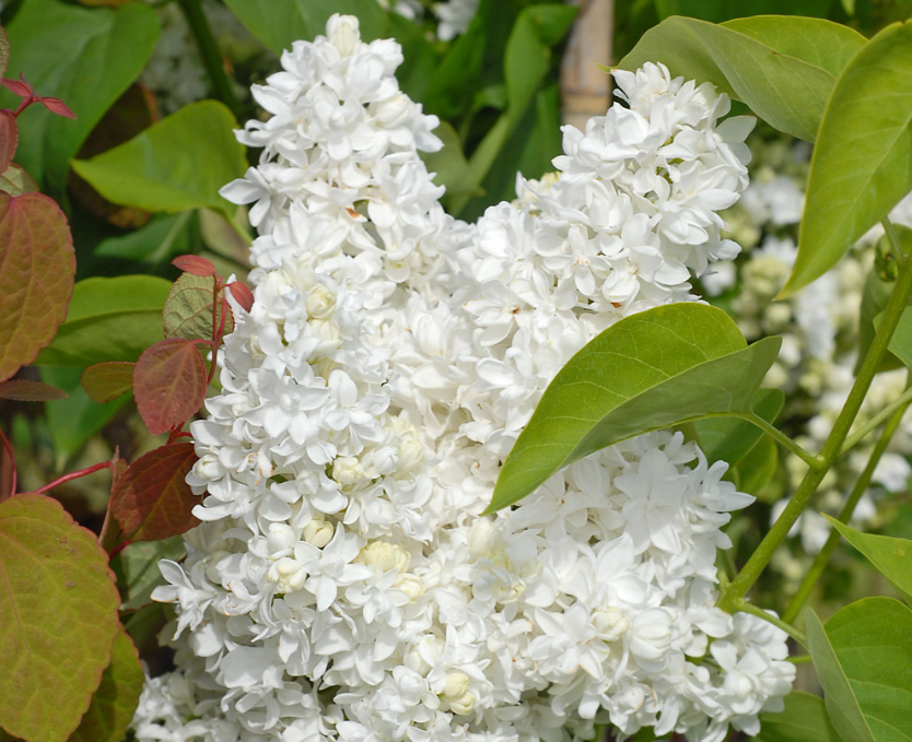Liliac alb