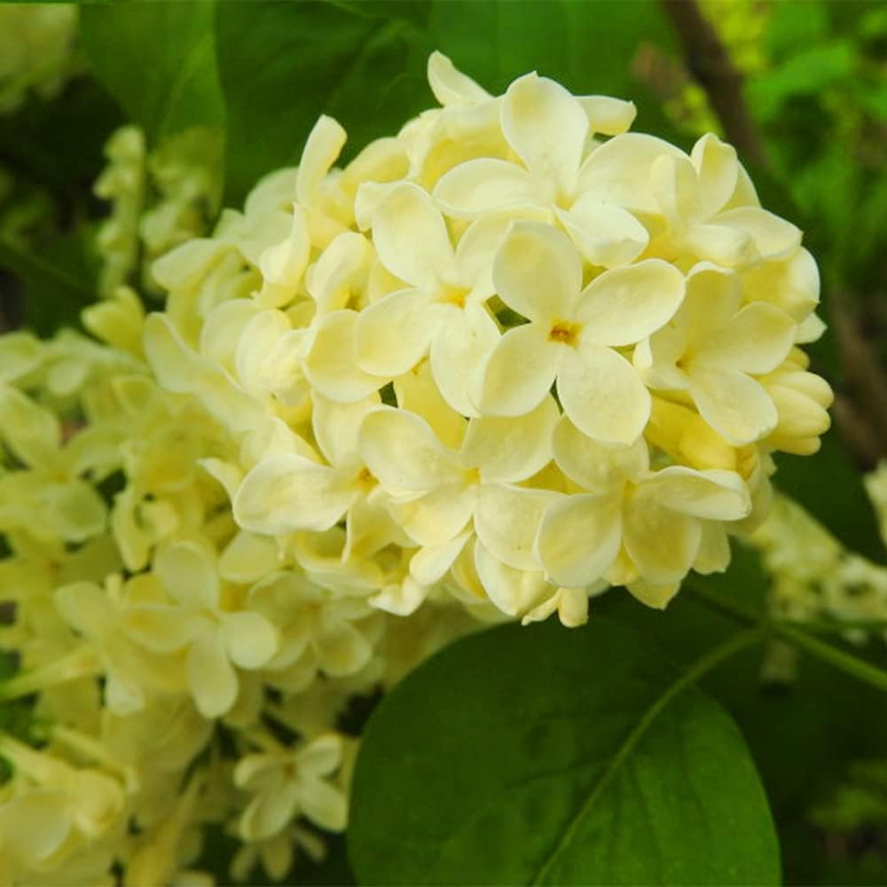 Liliac galben