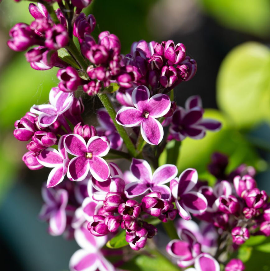 Liliac Sensation