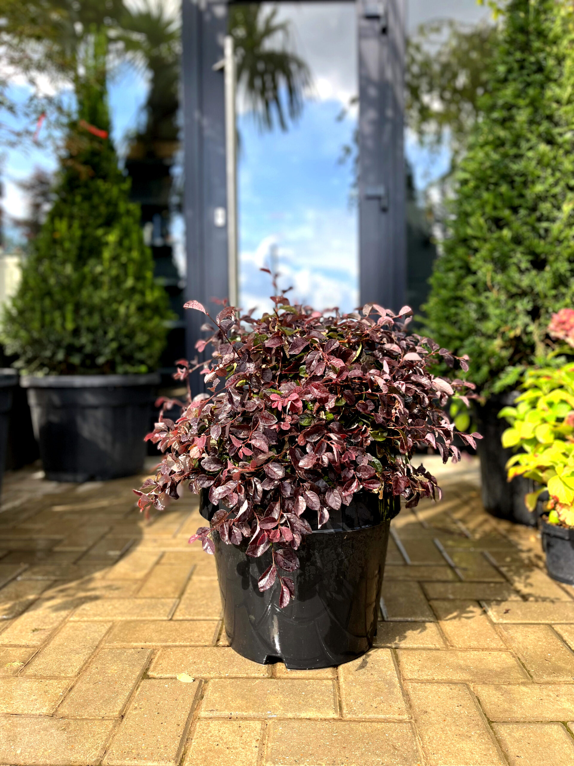 Loropetalum