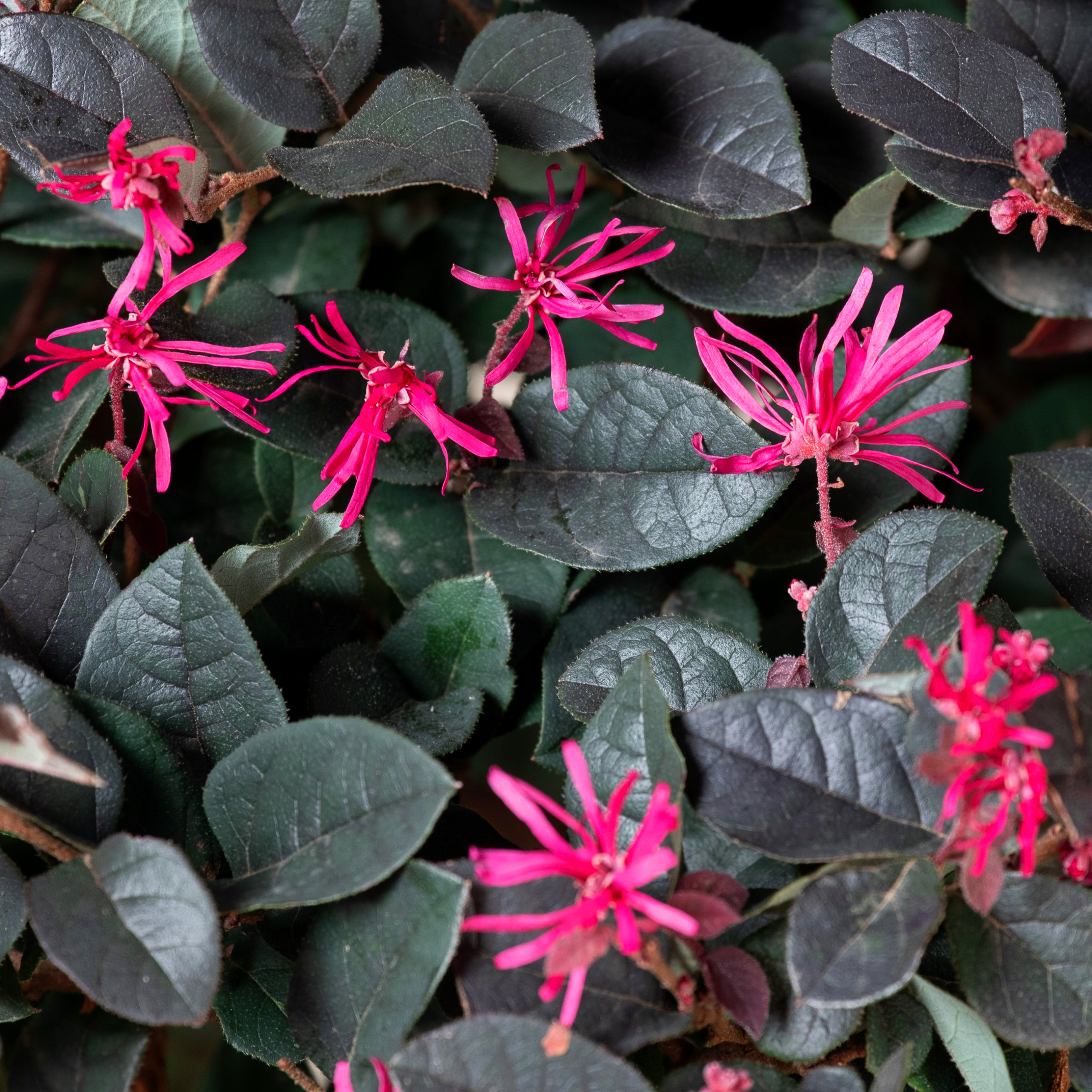 Loropetalum - imagine 2