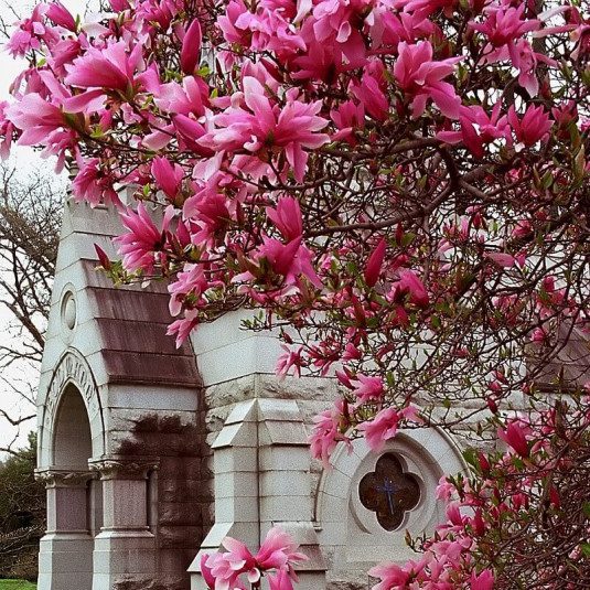 Magnolia Betty - imagine 4