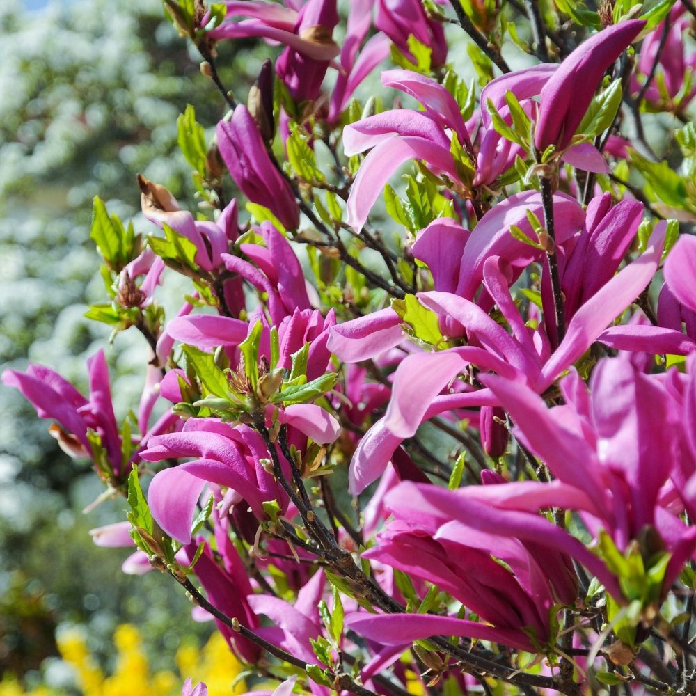 Magnolia Betty