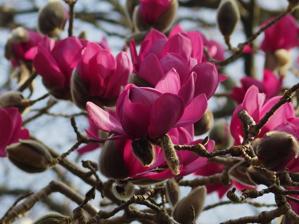 Magnolia Cleopatra