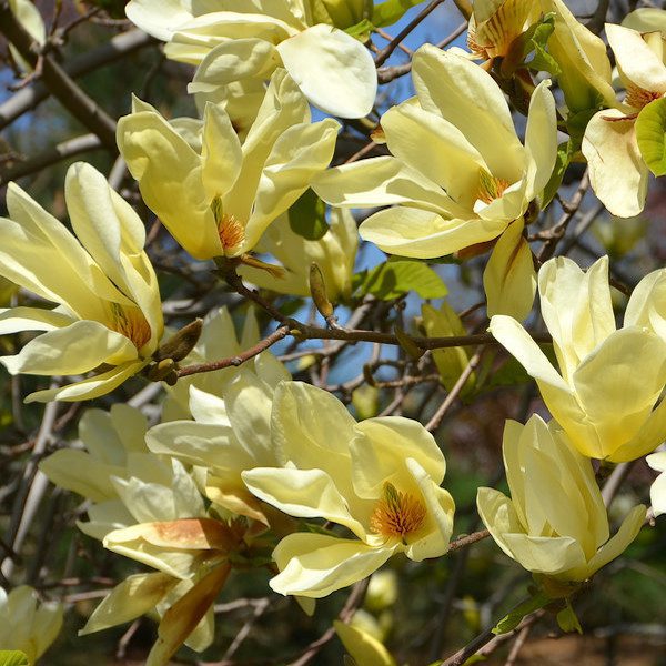 Magnolia Elizabeth