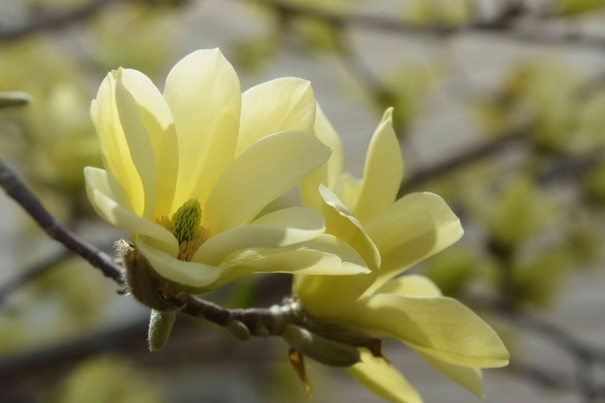 Magnolia Yellow River - imagine 3