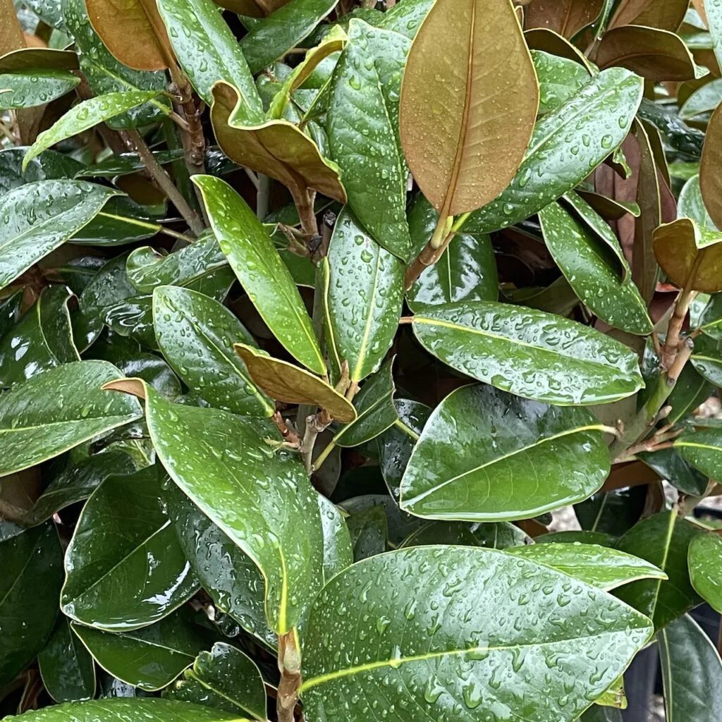 Magnolia Grandiflora - imagine 5