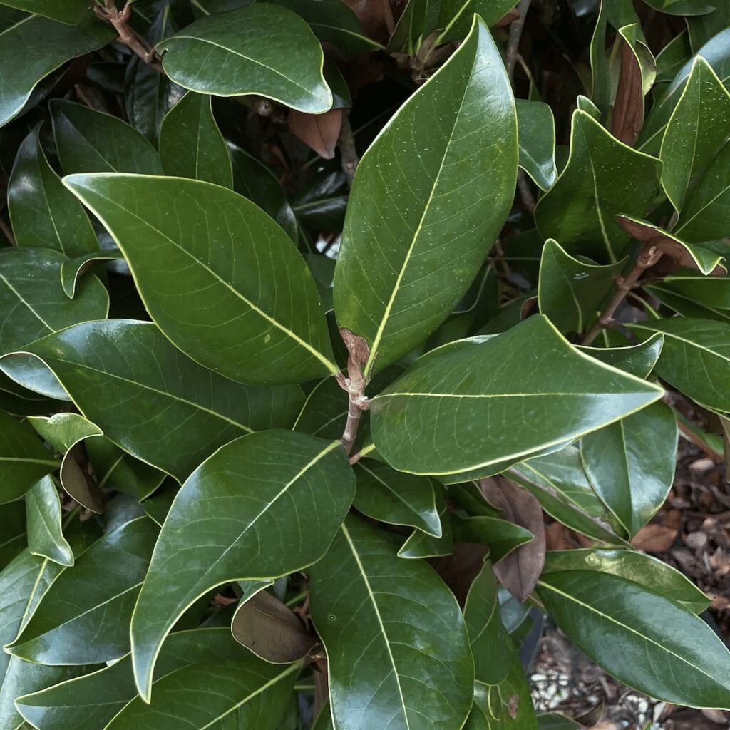 Magnolia Grandiflora copac - imagine 3