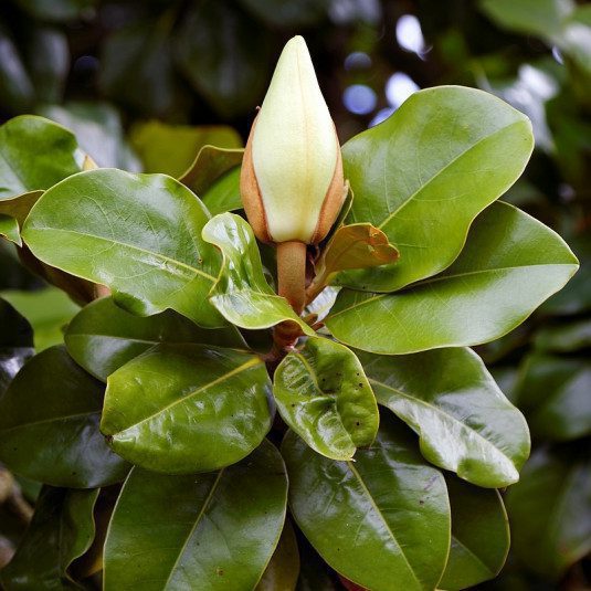 Magnolia Grandiflora - imagine 3
